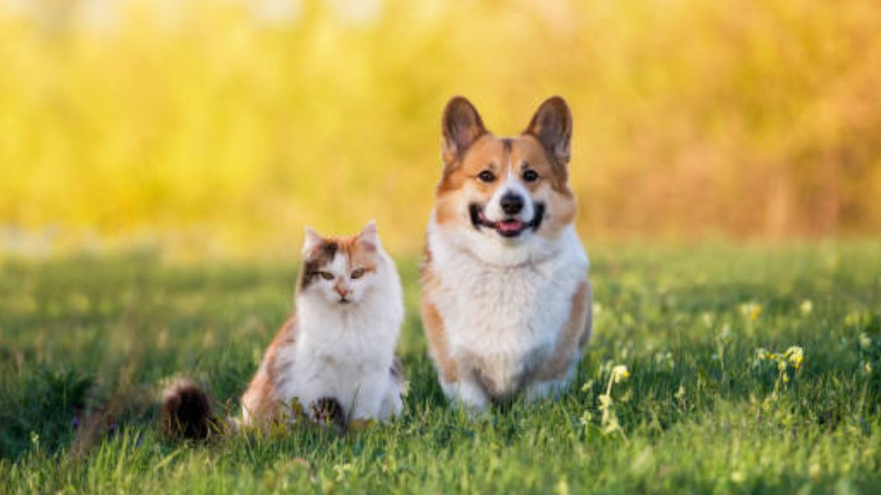 O que fazer para a área externa da sua casa ficar mais adequada ao seu pet?